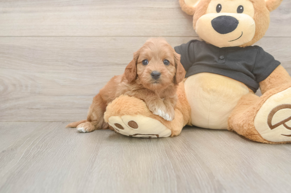5 week old Cavapoo Puppy For Sale - Simply Southern Pups