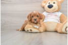 Cavapoo Puppy for Adoption
