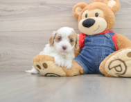 8 week old Cavapoo Puppy For Sale - Simply Southern Pups