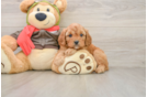 Smart Cavapoo Poodle Mix Pup