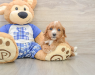 7 week old Cavapoo Puppy For Sale - Simply Southern Pups
