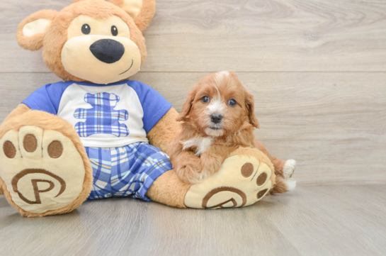 Cavapoo Puppy for Adoption