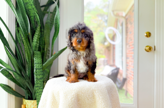Cute Cavapoo Baby