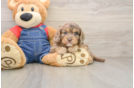 Playful Cavapoodle Poodle Mix Puppy