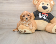 6 week old Cavapoo Puppy For Sale - Simply Southern Pups