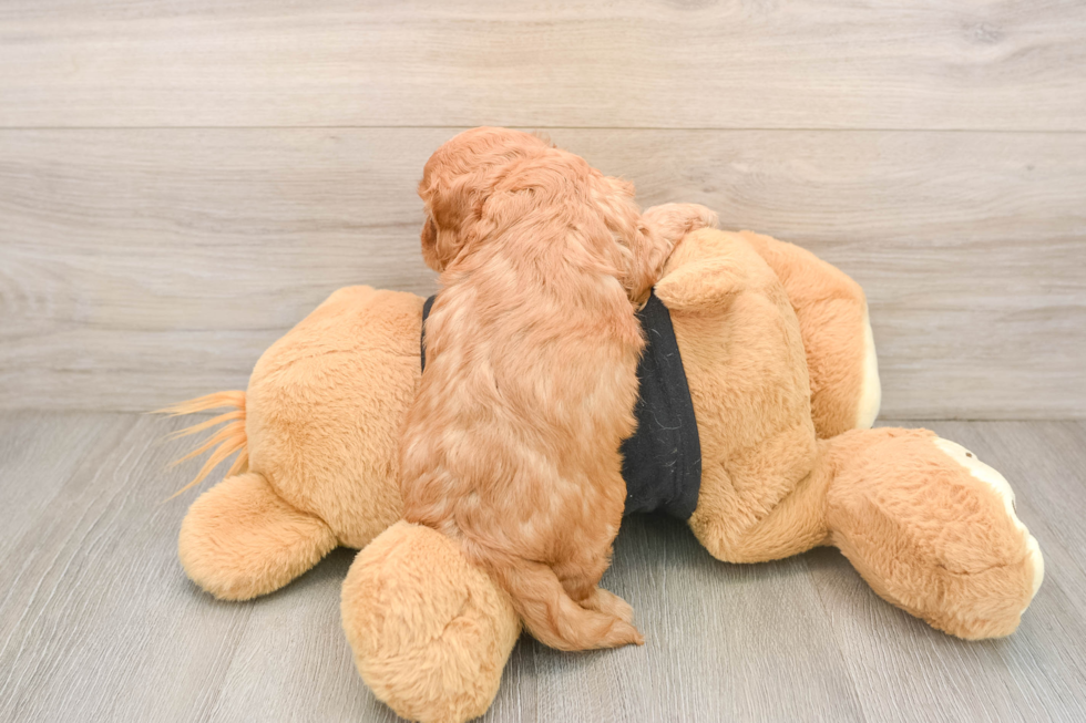 Adorable Cavalier King Charles Spaniel and Poodle Mix Poodle Mix Puppy