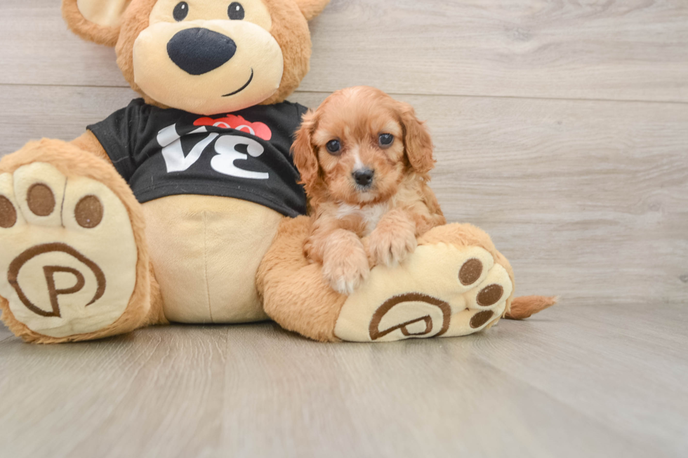 Happy Cavapoo Baby