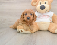 9 week old Cavapoo Puppy For Sale - Simply Southern Pups