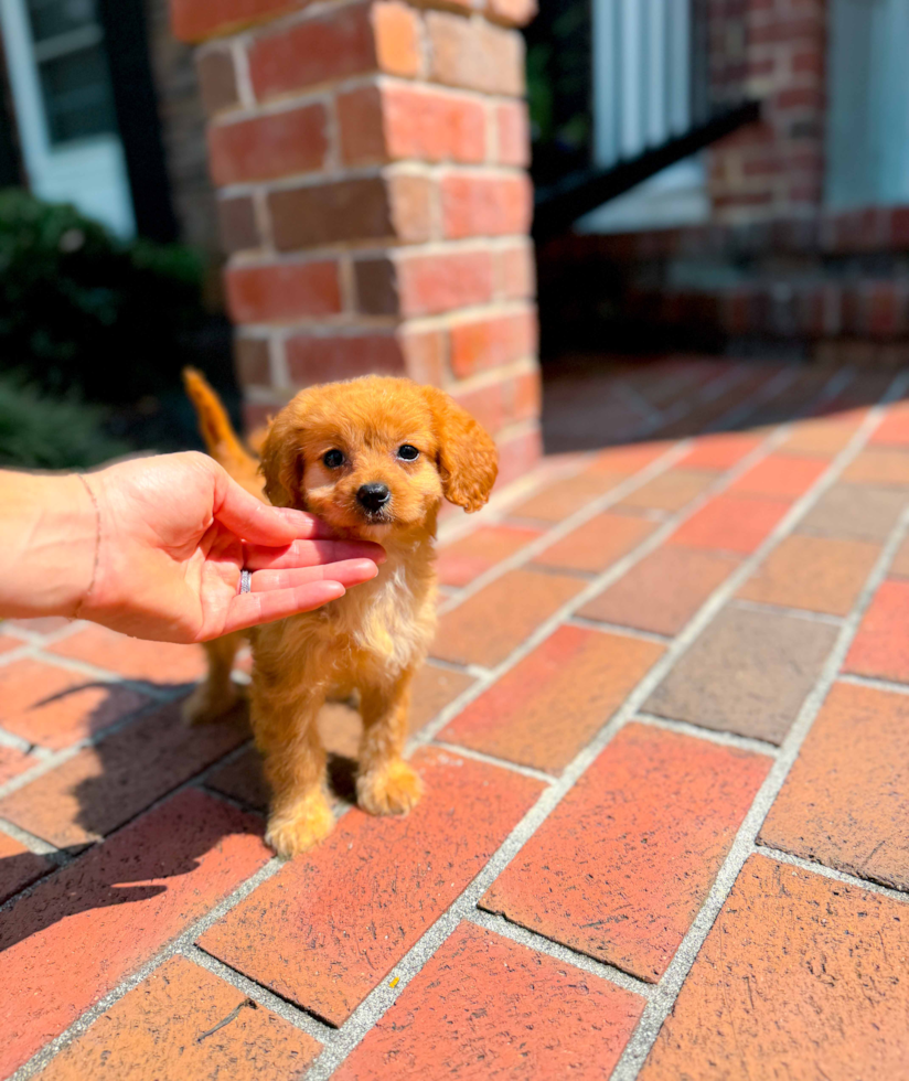 Cute Cavapoo Poodle Mix Pup