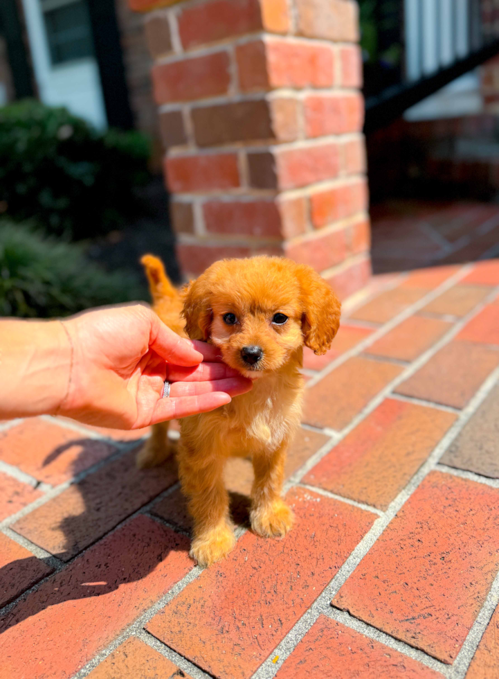 Best Cavapoo Baby