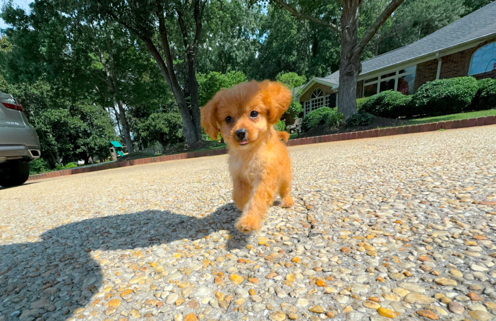 Cute Cavadoodle Poodle Mix Puppy