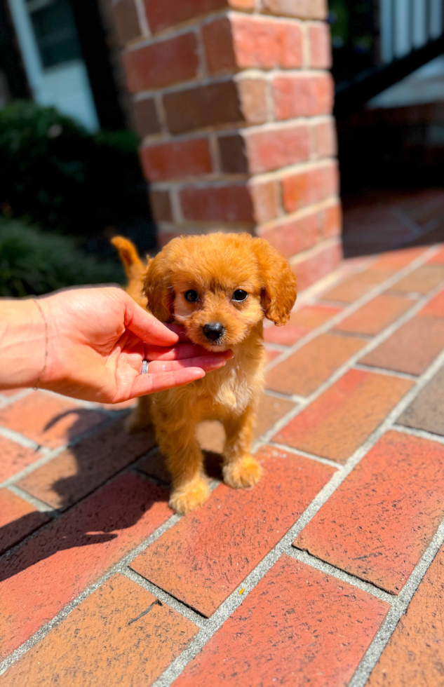 Best Cavapoo Baby