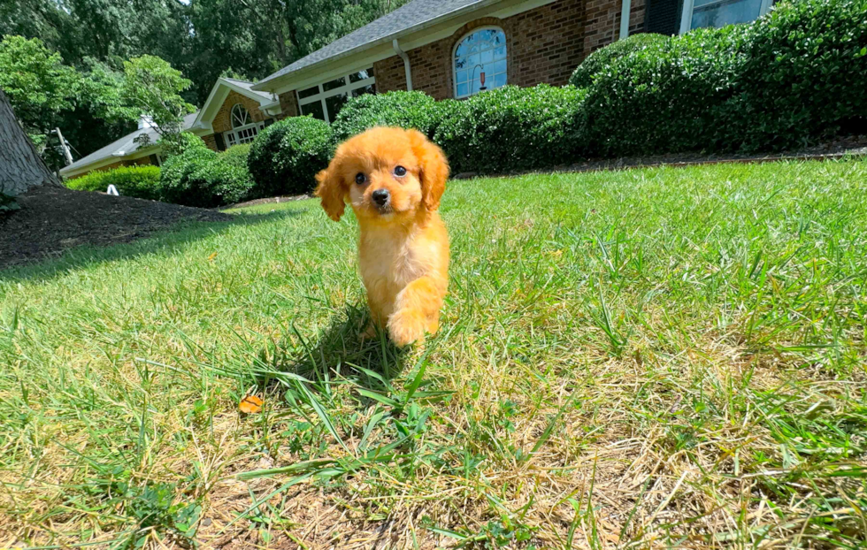 Cavapoo Pup Being Cute