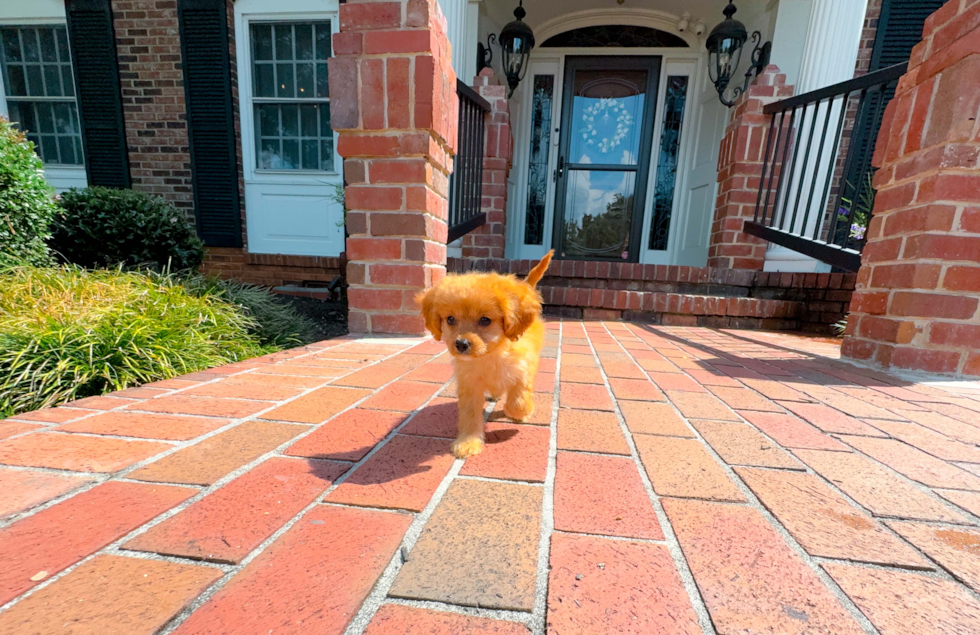 Cute Cavapoodle Poodle Mix Puppy