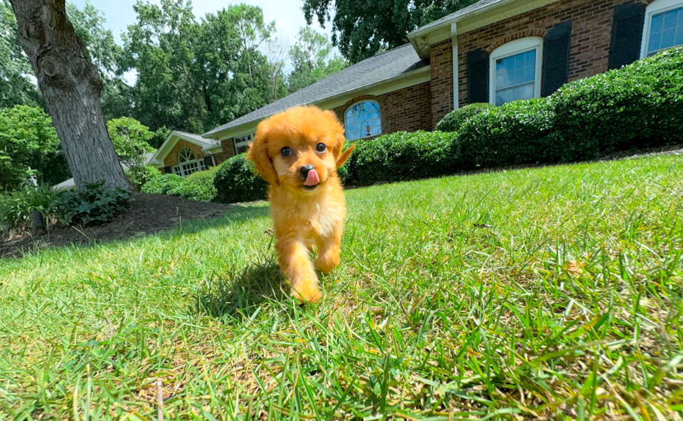 Cavapoo Pup Being Cute