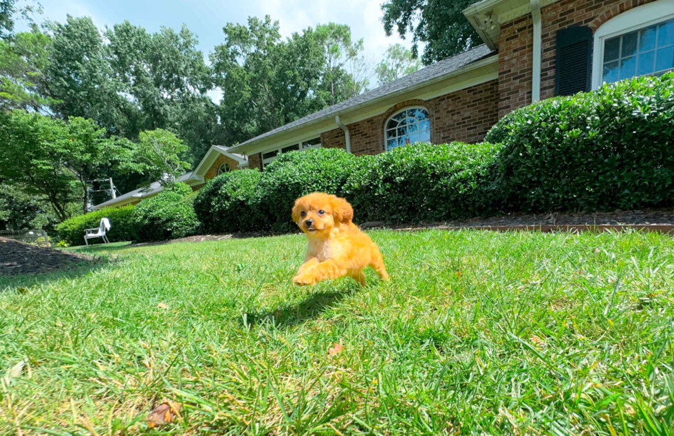 Cute Cavoodle Poodle Mix Puppy