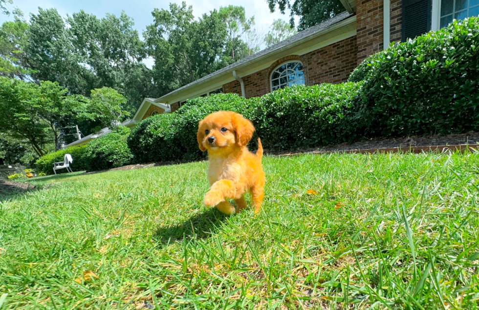 Best Cavapoo Baby