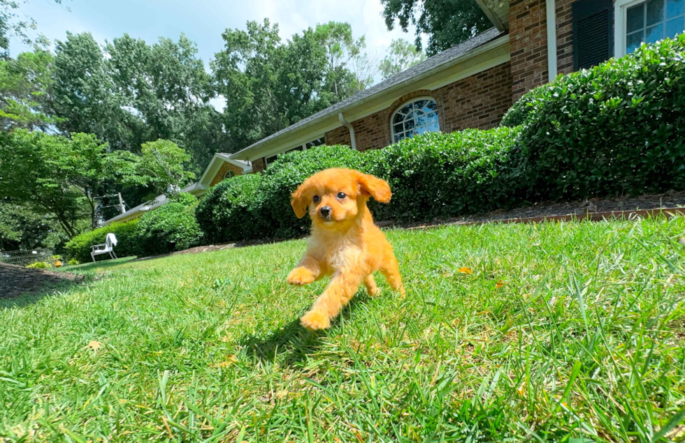 Cavapoo Pup Being Cute