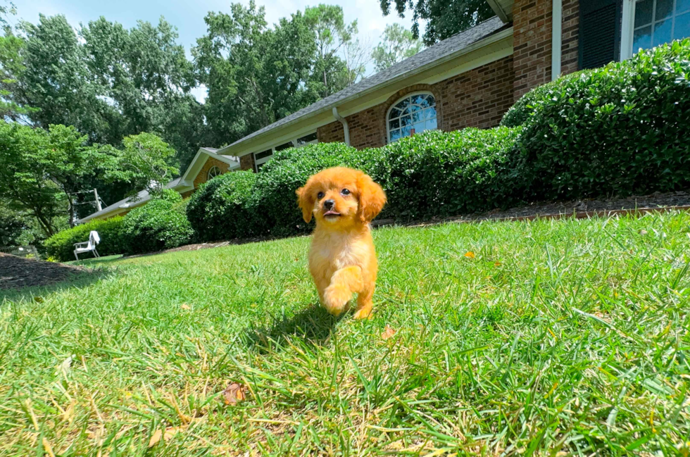 Best Cavapoo Baby