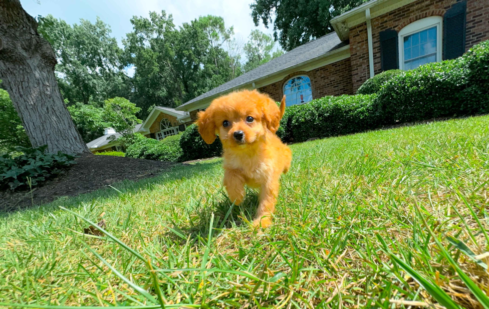 Cute Cavapoo Baby