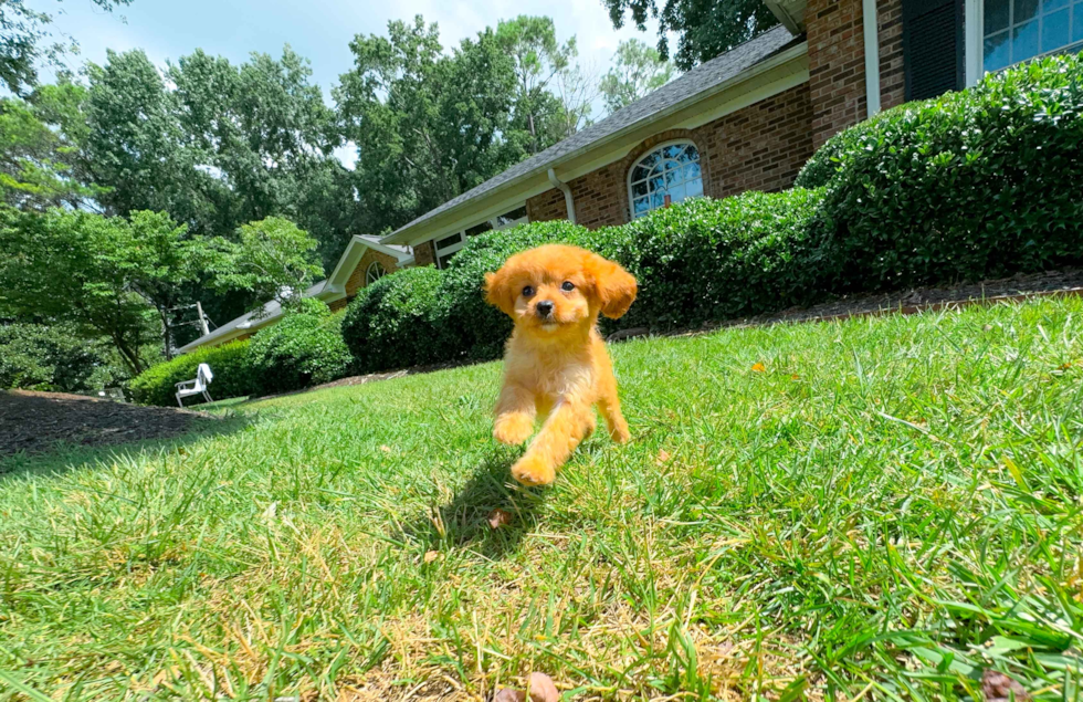 Best Cavapoo Baby