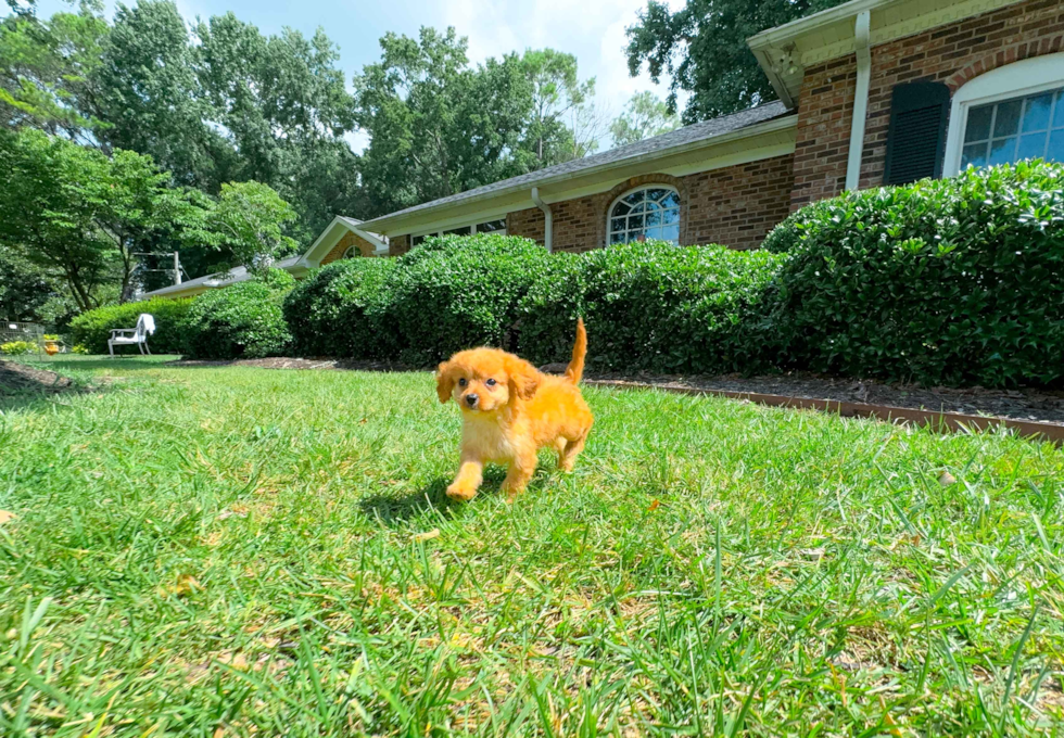 Cute Cavapoo Baby