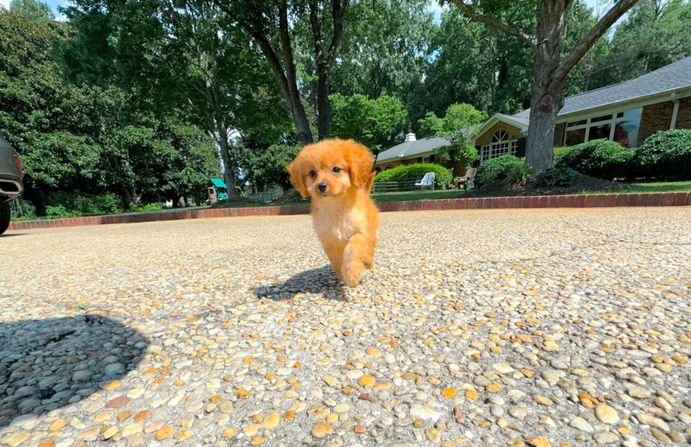 Cute Cavapoo Poodle Mix Pup