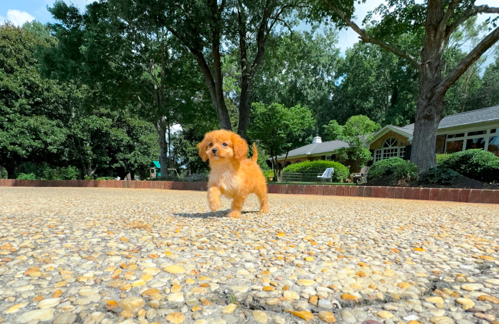 Cute Cavapoo Poodle Mix Pup