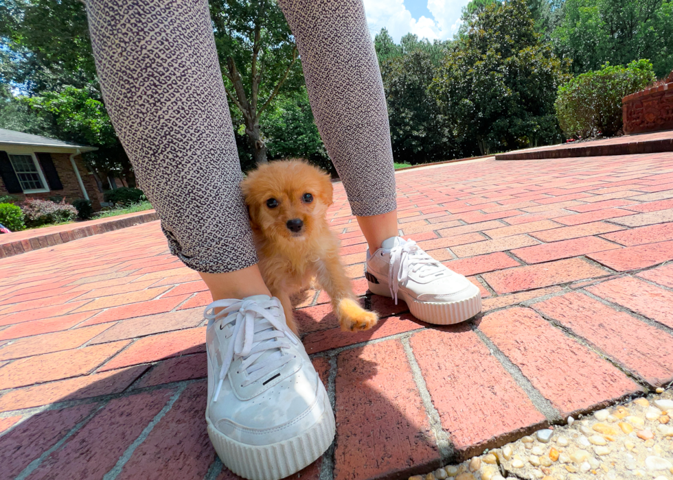 Cute Cavapoo Poodle Mix Pup