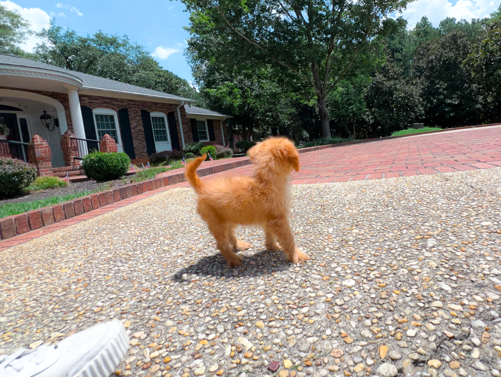 Cavapoo Pup Being Cute