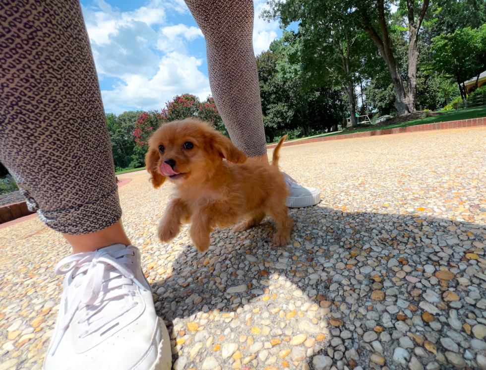 Cute Cavapoo Baby