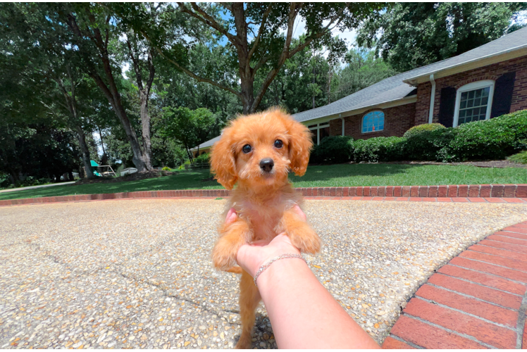 Best Cavapoo Baby