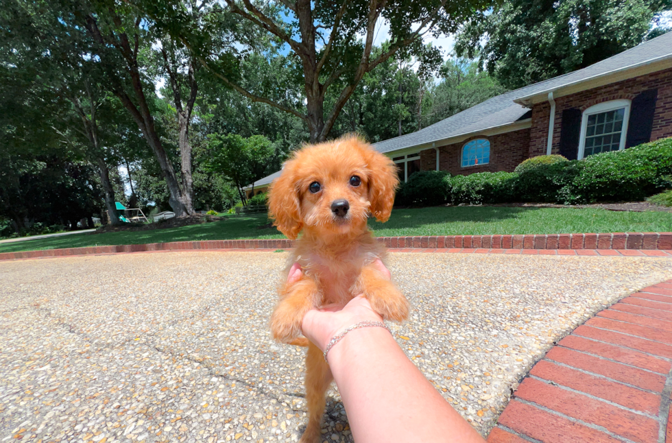 Best Cavapoo Baby