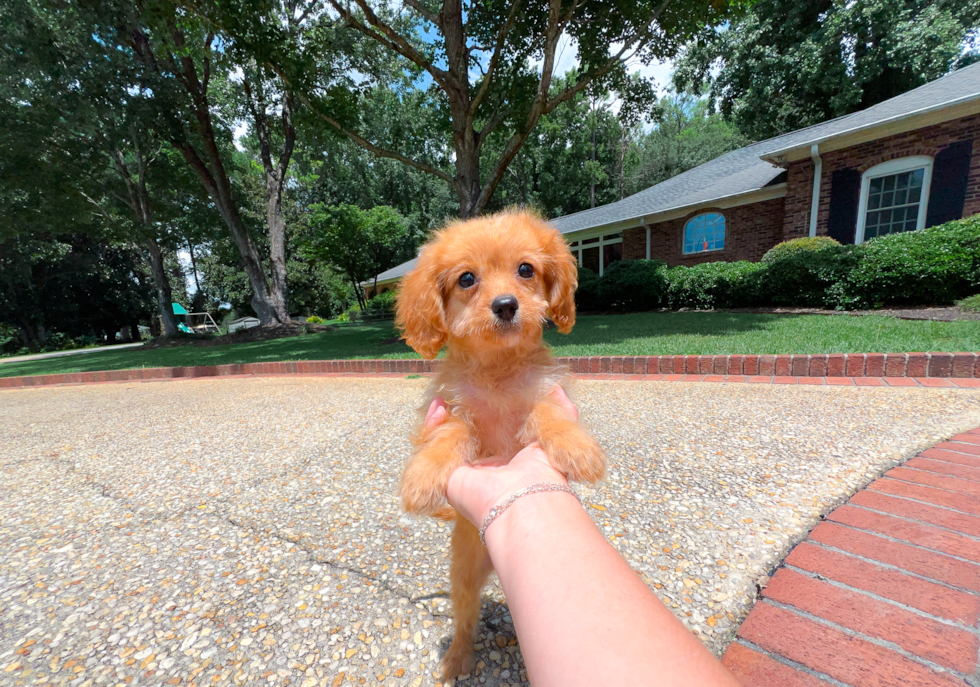 Best Cavapoo Baby