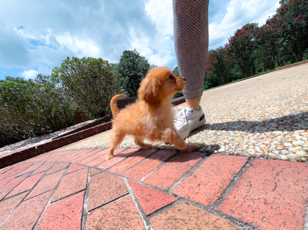 Cute Cavapoo Poodle Mix Pup