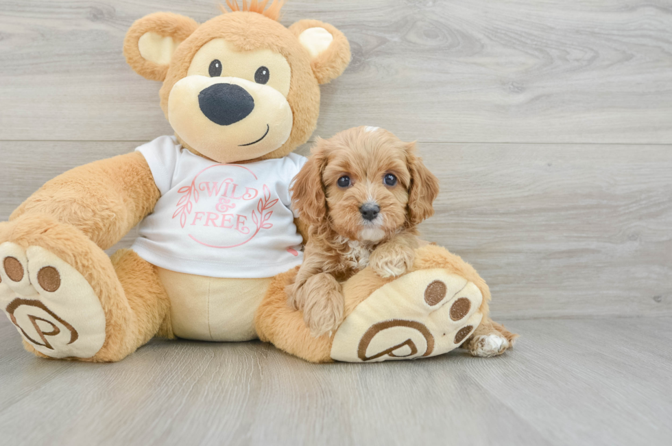 6 week old Cavapoo Puppy For Sale - Simply Southern Pups