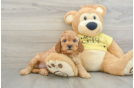 Adorable Cavalier King Charles Spaniel and Poodle Mix Poodle Mix Puppy