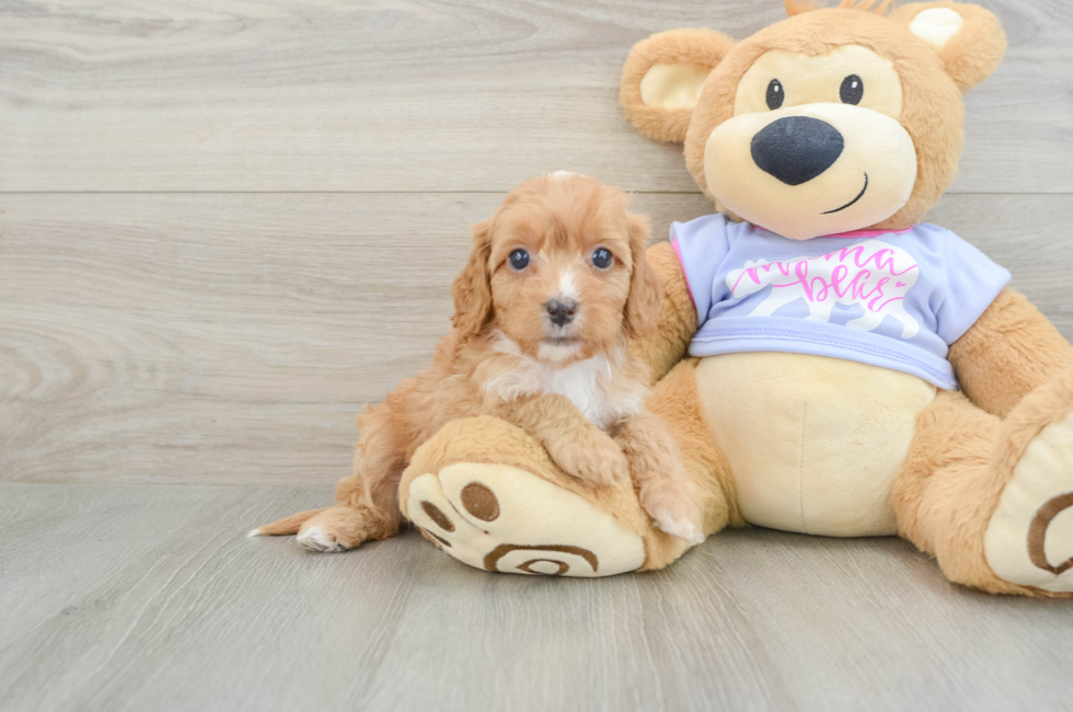 7 week old Cavapoo Puppy For Sale - Simply Southern Pups