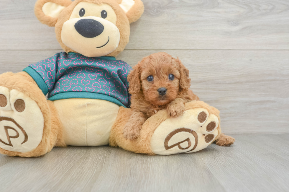 5 week old Cavapoo Puppy For Sale - Simply Southern Pups