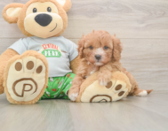 8 week old Cavapoo Puppy For Sale - Simply Southern Pups