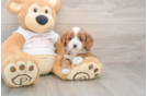 Best Cavapoo Baby