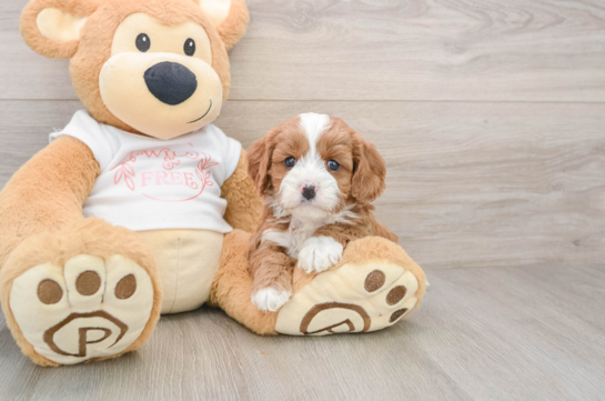 Best Cavapoo Baby