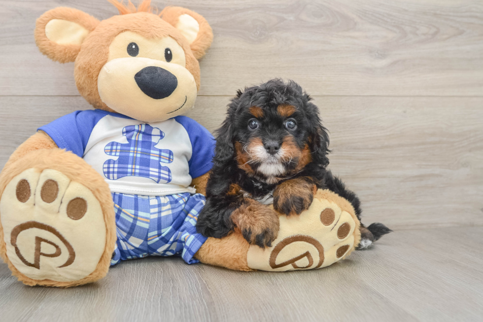 Cavapoo Pup Being Cute