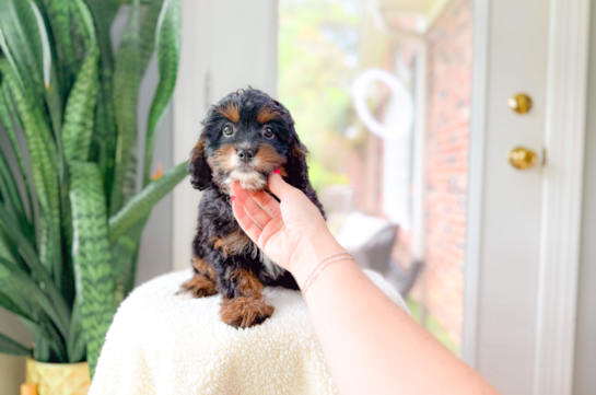 Cute Cavipoo Poodle Mix Puppy