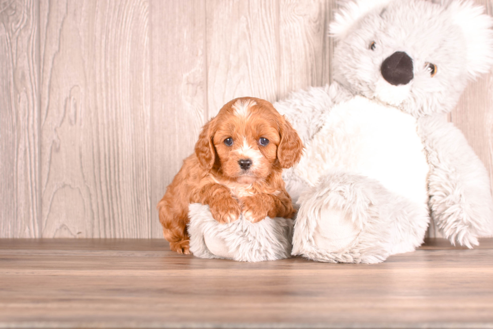 Cute Cavoodle Poodle Mix Puppy