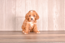 Cute Cavapoo Baby