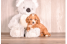Best Cavapoo Baby