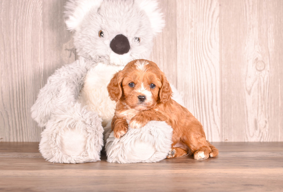 Best Cavapoo Baby