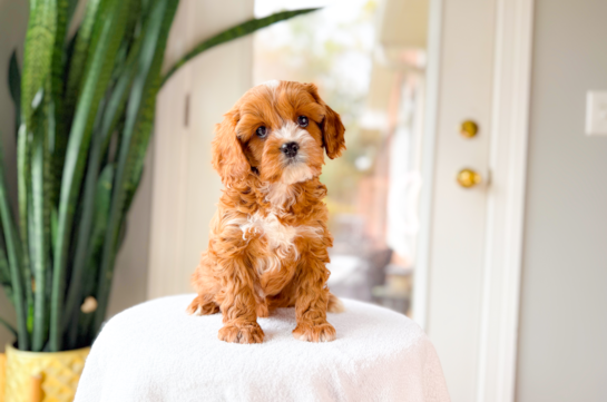 Cavapoo Puppy for Adoption