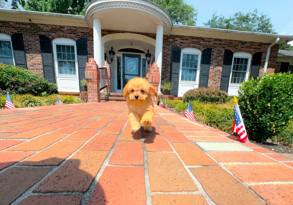 Best Cavapoo Baby